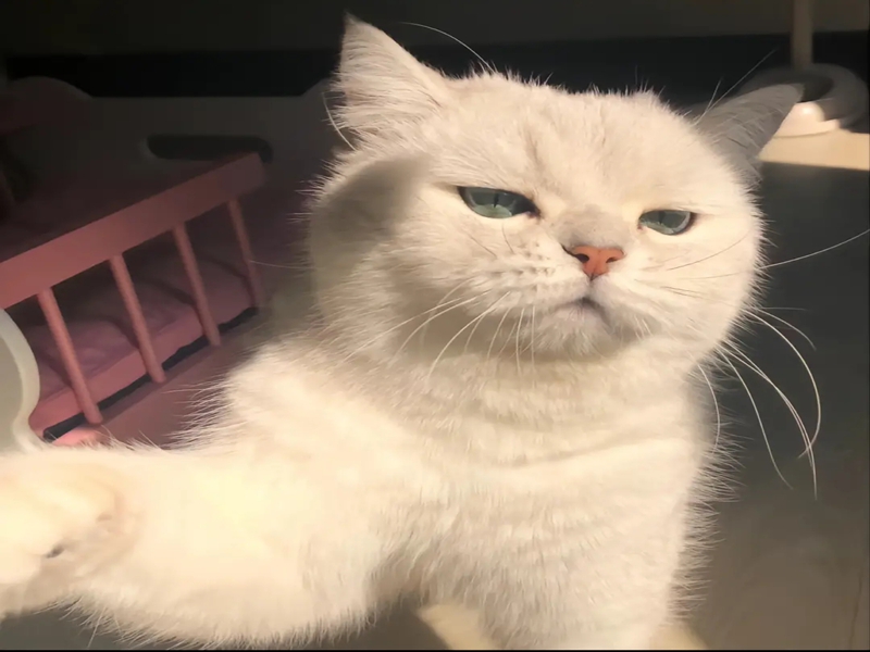 宠物食物托管客栈