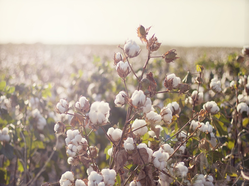 ¹ú¼Òͳ¼Æ¾Ö¹ØÓÚ2022ÄêÃÞ»¨²úÁ¿µÄͨ¸æ