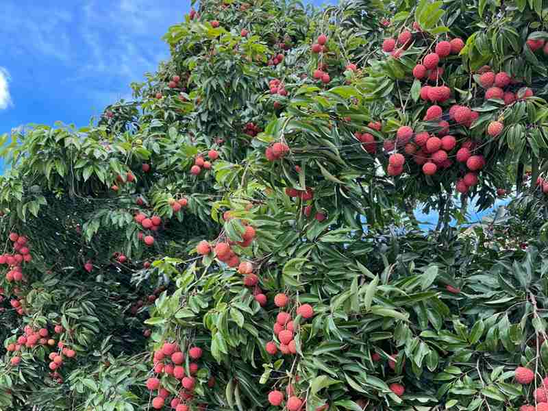 ũæ��ʱ��һ��������֦��ժ