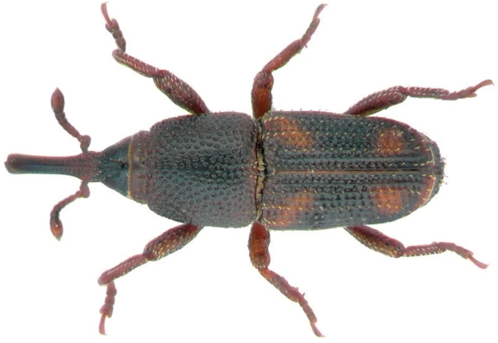 ������������βִ�������Ҫ��