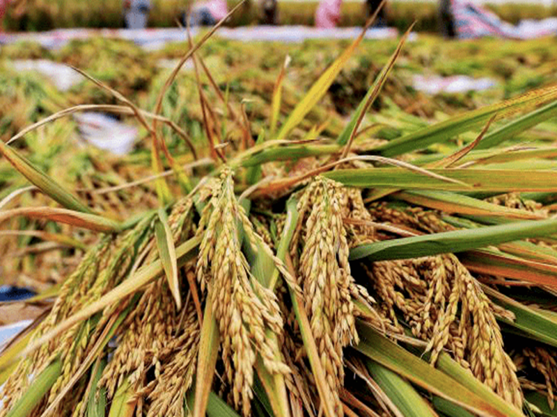 ���տ���β�� �ﶬ����ȫ����