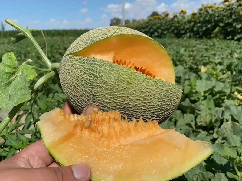 ¹þÃÜ¹Ï ¹þÃܹÏ